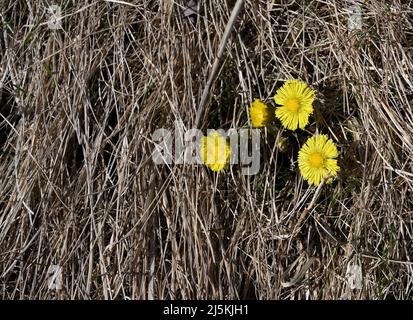 Die Blüte der ersten Blüten im Frühjahr verwelkte das Gras in den letzten Jahren Stockfoto