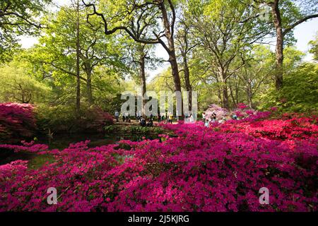 Isabella Plantation, Richmond Park, London, Großbritannien. 24. April 2022. Strahlender Sonnenschein und eine schillernde Farbenpracht, mit den Azaleen und Rhododenonen in voller Blüte in der Isabella Plantation im Richmond Park im Südwesten Londons. Quelle: Julia Gavin/Alamy Live News Stockfoto