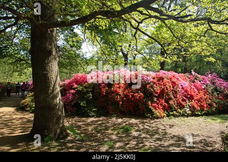 Isabella Plantation, Richmond Park, London, Großbritannien. 24. April 2022. Strahlender Sonnenschein und eine schillernde Farbenpracht, mit den Azaleen und Rhododenonen in voller Blüte in der Isabella Plantation im Richmond Park im Südwesten Londons. Quelle: Julia Gavin/Alamy Live News Stockfoto