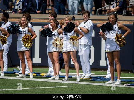 South Bend, Indiana, USA. 23. April 2022. Cheerleader von Notre Dame während des jährlichen Fußballspiels „Blue-Gold Spring“ von Notre Dame im Notre Dame Stadium in South Bend, Indiana. Gold besiegte Blau 13-10. John Mersits/CSM/Alamy Live News Stockfoto