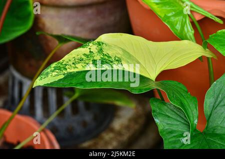 Wunderschöne Syngonium Aurea im Garten Stockfoto