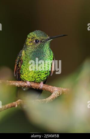 Grün-gekrönter, erwachsener Brillant (Heliodoxa jacula henryi) Mann, der auf dem Zweig Monteverde, Costa Rica, thront März Stockfoto