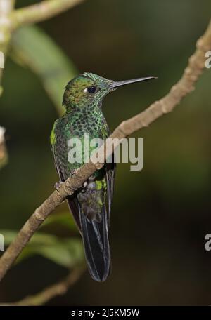 Grün-gekrönter, erwachsener Brillant (Heliodoxa jacula henryi) Mann, der auf dem Zweig Monteverde, Costa Rica, thront März Stockfoto