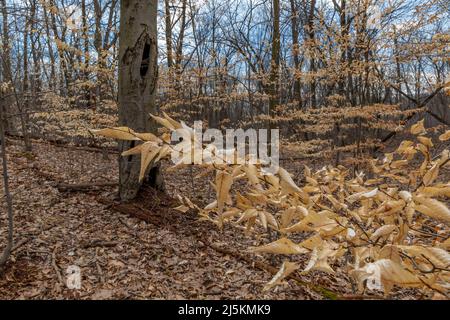 American Beech, Fagus grandifolia, Blätter mit Markeszenz im Ott Biological Preserve, Calhoun County, Michigan, USA Stockfoto