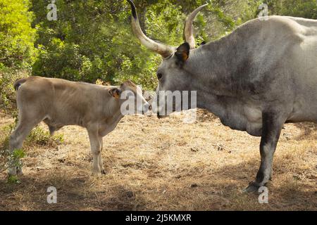 Kalb der Maremma Kuh grast in einem Kiefernwald Stockfoto