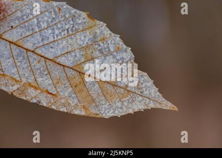 Amerikanische Buche, Fagus grandifolia, gefallene Blätter, teilweise skeltiert, im Woodland Park und Nature Preserve in Battle Creek, Michigan, USA Stockfoto