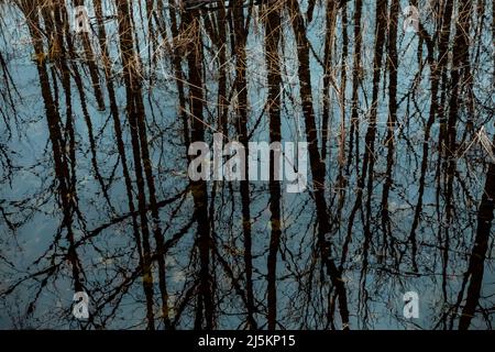 Rand eines Feuchtgebiets im Frühjahr mit Baumreflexen im Woodland Park und Nature Preserve in Battle Creek, Michigan, USA Stockfoto