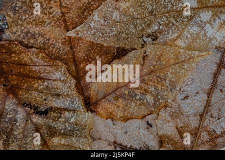 Amerikanische Buche, Fagus grandifolia, gefallene Blätter, teilweise skeltiert, im Woodland Park und Nature Preserve in Battle Creek, Michigan, USA Stockfoto