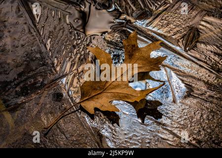 Schwarzes Eichenblatt und Eis auf einem Frühlingsteich im Woodland Park and Nature Preserve in Battle Creek, Michigan, USA Stockfoto