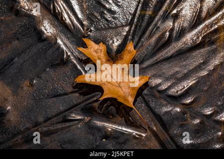Schwarzes Eichenblatt und Eis auf einem Frühlingsteich im Woodland Park and Nature Preserve in Battle Creek, Michigan, USA Stockfoto