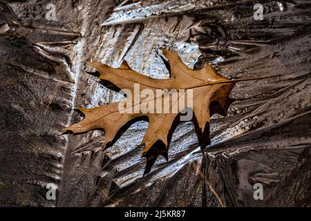 Schwarzes Eichenblatt und Eis auf einem Frühlingsteich im Woodland Park and Nature Preserve in Battle Creek, Michigan, USA Stockfoto