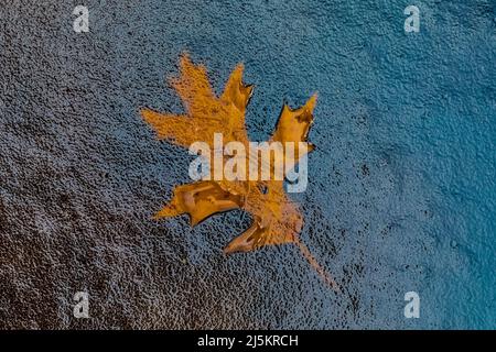 Schwarzes Eichenblatt und Eis auf einem Frühlingsteich im Woodland Park and Nature Preserve in Battle Creek, Michigan, USA Stockfoto