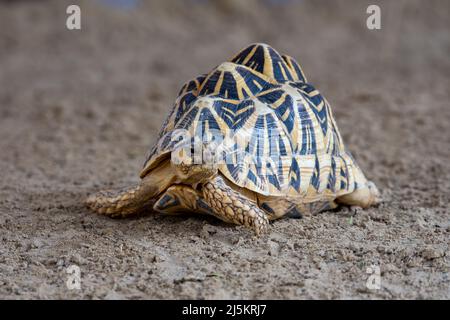 Indische Sternschildkröte (Geochelone elegans) läuft hinter einem Felsen in Indien, Pakistan oder Sri Lanka. Stockfoto