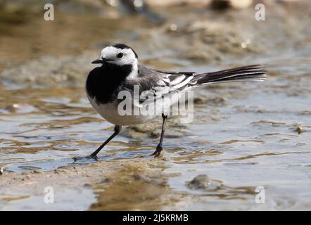 Pied Wagtail in einem flachen Bach Stockfoto