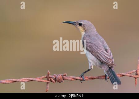 Ein weiblicher violetter Sonnenvögel (Cinnyris asiaticus) aus der Nähe. Stockfoto