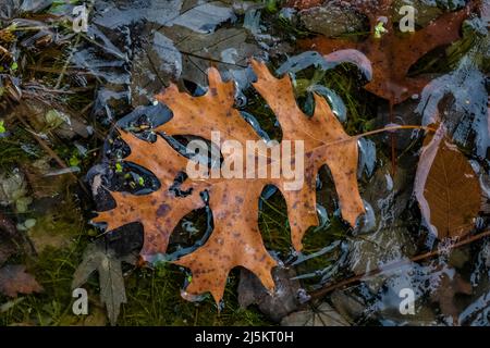 Schwarzes Eichenblatt und Eis auf einem Frühlingsteich im Woodland Park and Nature Preserve in Battle Creek, Michigan, USA Stockfoto
