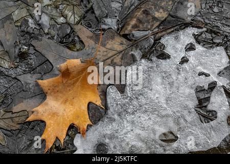 Eis- und Blattmuster im Eis im frühen Frühjahr im Woodland Park und Nature Preserve in Battle Creek, Michigan, USA Stockfoto