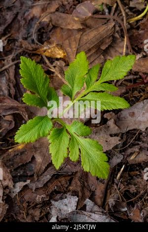 Schnittblättrige Traubenfarn, Sceptridium dissectum, im Woodland Park und Nature Preserve in Battle Creek, Michigan, USA Stockfoto