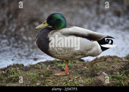 Rahmenfüllendes Nahaufnahme-Porträt einer männlichen Mallard Duck (Anas platyrhynchos), die am späten Nachmittag in Großbritannien auf Muddy-Boden am Water's Edge steht