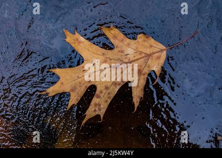 Rotes Eichenblatt und Eis auf einem Frühlingsteich im Woodland Park und Nature Preserve in Battle Creek, Michigan, USA Stockfoto