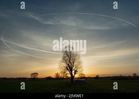 Kreisförmige Kondensstreifen über einem Baum auf einer Wiese während des Sonnenuntergangs Stockfoto