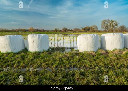 Grassilage in Ballen auf einer Wiese Stockfoto