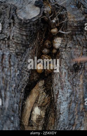 Baumriss, wo mehrere Schnecken leben oder sich darin verstecken. Stockfoto