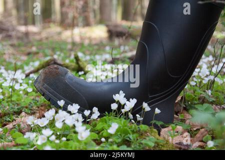 Durch den blühenden Wald mit Gummistiefeln. Ob Sie ein Jäger oder ein Naturliebhaber mit Gummistiefeln sind, können Sie durch die Wälder und Felder spazieren. Stockfoto