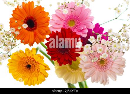 Farbenfrohe Gerbera Gänseblümchen auf einem glitzernden pastellfarbenen Hintergrund Stockfoto