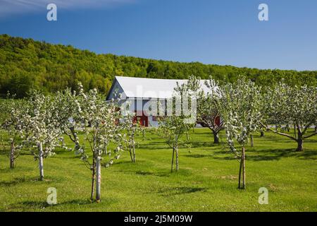 Malus domestica - Apfelbaumgarten in Blüte und Scheune im Frühling, Sainte-Famille, Ile-d'Orleans, Quebec, Kanada. Stockfoto