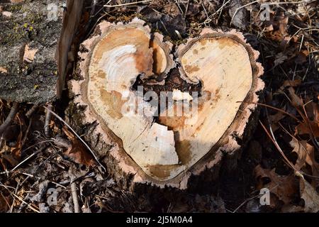 Ein einzigartig herzförmiger Baumstumpf auf einem Wanderweg in einem lokalen County Park im Südwesten von Wisconsin Stockfoto