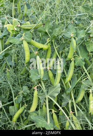 Nette gelbe Felderbsen reifen auf Reben, 'Pisum sativum'. Stockfoto