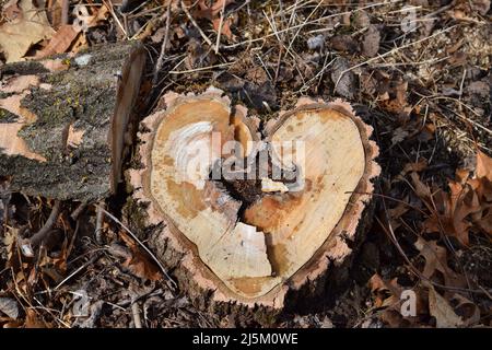 Ein einzigartig herzförmiger Baumstumpf auf einem Wanderweg in einem lokalen County Park im Südwesten von Wisconsin Stockfoto