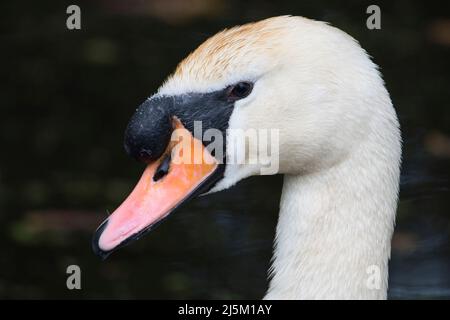 Kopf des stummen Schwans (cygnus olor) Stockfoto