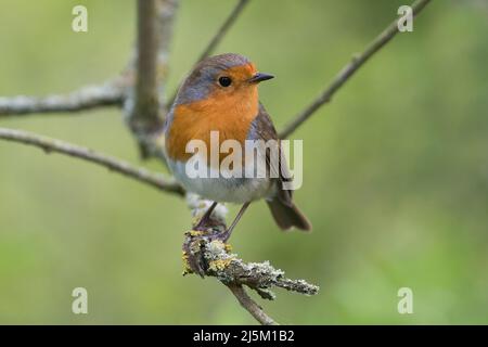 Rotkehlchen (Erithacus Rubecula) Stockfoto
