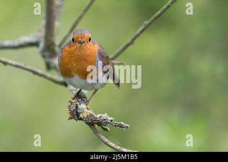 Rotkehlchen (Erithacus Rubecula) Stockfoto
