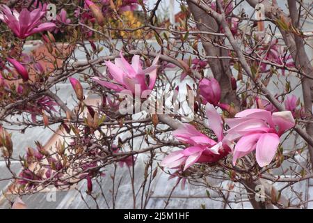 Blühender Magnolienbaum im Garten Stockfoto