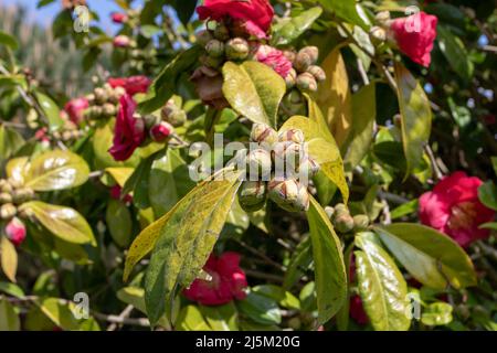 Camellia japonica oder japanisches tsubaki blüht reichlich Stockfoto