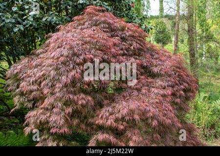 Acer palmatum dissectum atropurpureum, japanischer Ahorn, Palmatahorn oder glatter japanischer Ahorn-Zierbaum mit violetten Blättern in der Ziergarde Stockfoto