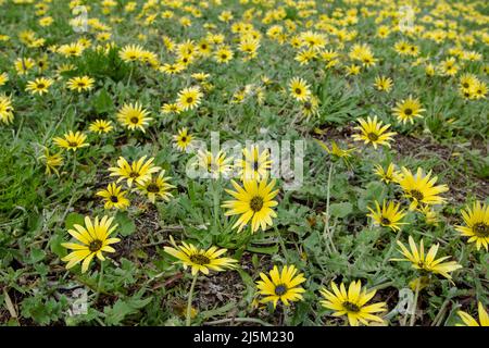 Arctotheca calendula, Kapeweed, schlichte Schatzblume, Löwenzapfen oder Ringelblume blühende Pflanzen mit leuchtend gelben Blüten in Luarca, Asturien, Spa Stockfoto