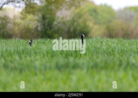 Kanadagänse im grünen Maisfeld (kornähnliche Ernte), schwarze und weiße Köpfe und Hals, die nur über Mais zu sehen sind, weiche Vordergrundbäume im Hintergrund Stockfoto