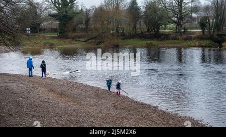 Kinder, die mit Stöcken am Fluss Wharfe spielen, werfen als Paar Stöcke für zwei Labradoren in der Nähe. Ilkley, West Yorkshire, England, Großbritannien Stockfoto