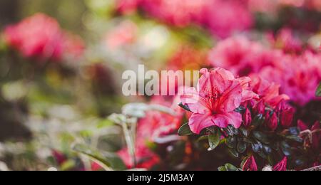 Schöne Nahaufnahme eines Rhododendrons Stockfoto