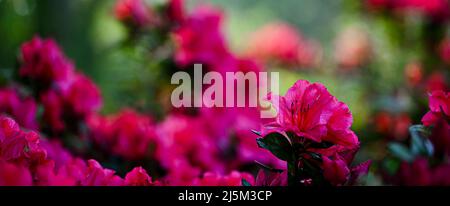 Schöne Nahaufnahme eines Rhododendrons Stockfoto