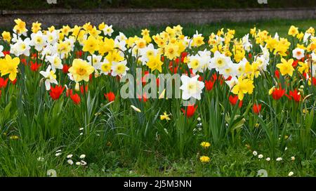 Blühende Narzissen und Tulpen auf der Wiese Stockfoto