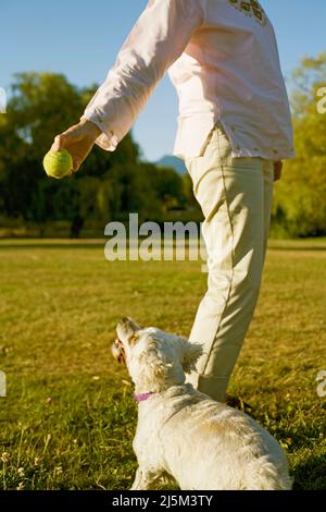 Ältere Frau mit ihrem älteren Cockapoo-Hund Stockfoto