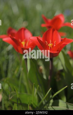 Nahaufnahme der Blumen der Seerosen-Tulpe, Tulipa kaufmanniana, der kultivierenden 'Showwinnerin' in einem Garten an einem sonnigen Frühlingstag Stockfoto