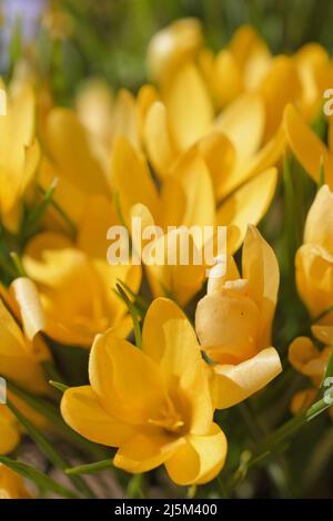 Nahaufnahme der Blüten des gelben Krokus, des Crocus flavus, der Sorte 'Yellow Mammoth' in einem Garten an einem sonnigen Frühlingstag Stockfoto