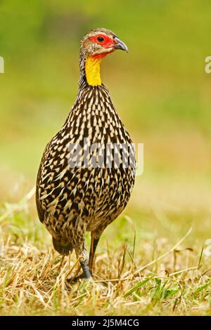 Gelbhalsvögel oder gelbhalsige Frankoline in Dschibuti, Eritrea, Äthiopien, Kenia, Somalia, Sudan, Tansania und Uganda. Vogel im Gras Stockfoto