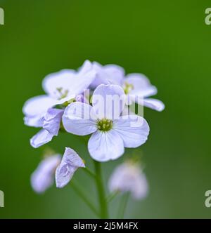 Schöne Nahaufnahme einer Kuckuckblume Stockfoto